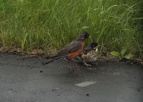 Zorzal americano (Turdus migratorius)