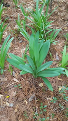 Hymenocallis occidentalis