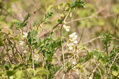 Vicia galeata
