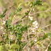 Vicia galeata - Photo (c) אריה אוהד, algunos derechos reservados (CC BY-NC), subido por אריה אוהד
