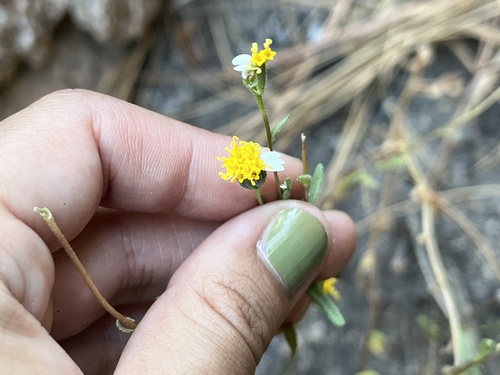 Layia glandulosa observed 2026-06-16