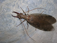 Megaloptera