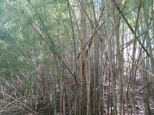 Phyllostachys nigra