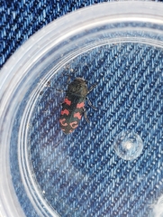 Acmaeodera quadrizonata