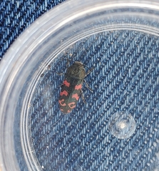 Acmaeodera quadrizonata