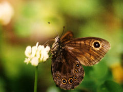 Lasiommata