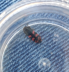 Acmaeodera quadrizonata