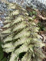 Athyrium niponicum
