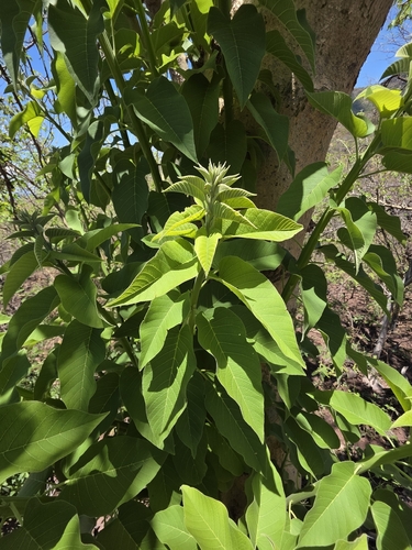 Ipomoea arborescens, photograph 1
