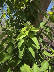 Ipomoea arborescens