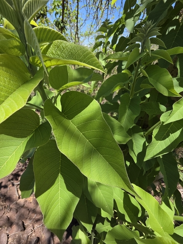 Ipomoea arborescens, photograph 2