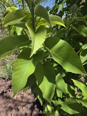 Ipomoea arborescens, photograph (c) Adrian Bojorquez, some rights reserved (CC BY-SA)