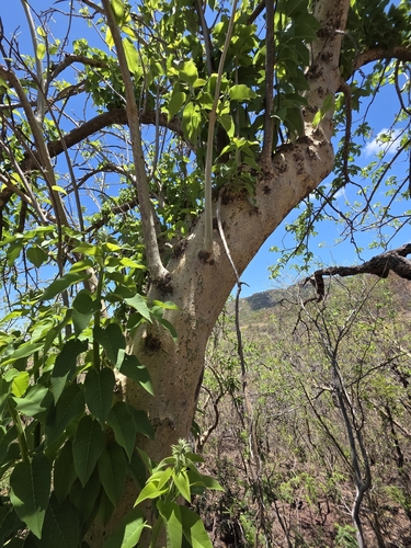 Ipomoea arborescens, photograph 6