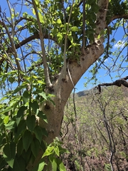 Ipomoea arborescens, photograph (c) Adrian Bojorquez, some rights reserved (CC BY-SA)