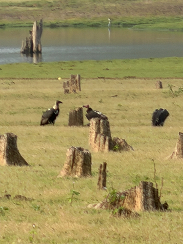 White-rumped Vulture (Gyps bengalensis), photo 2