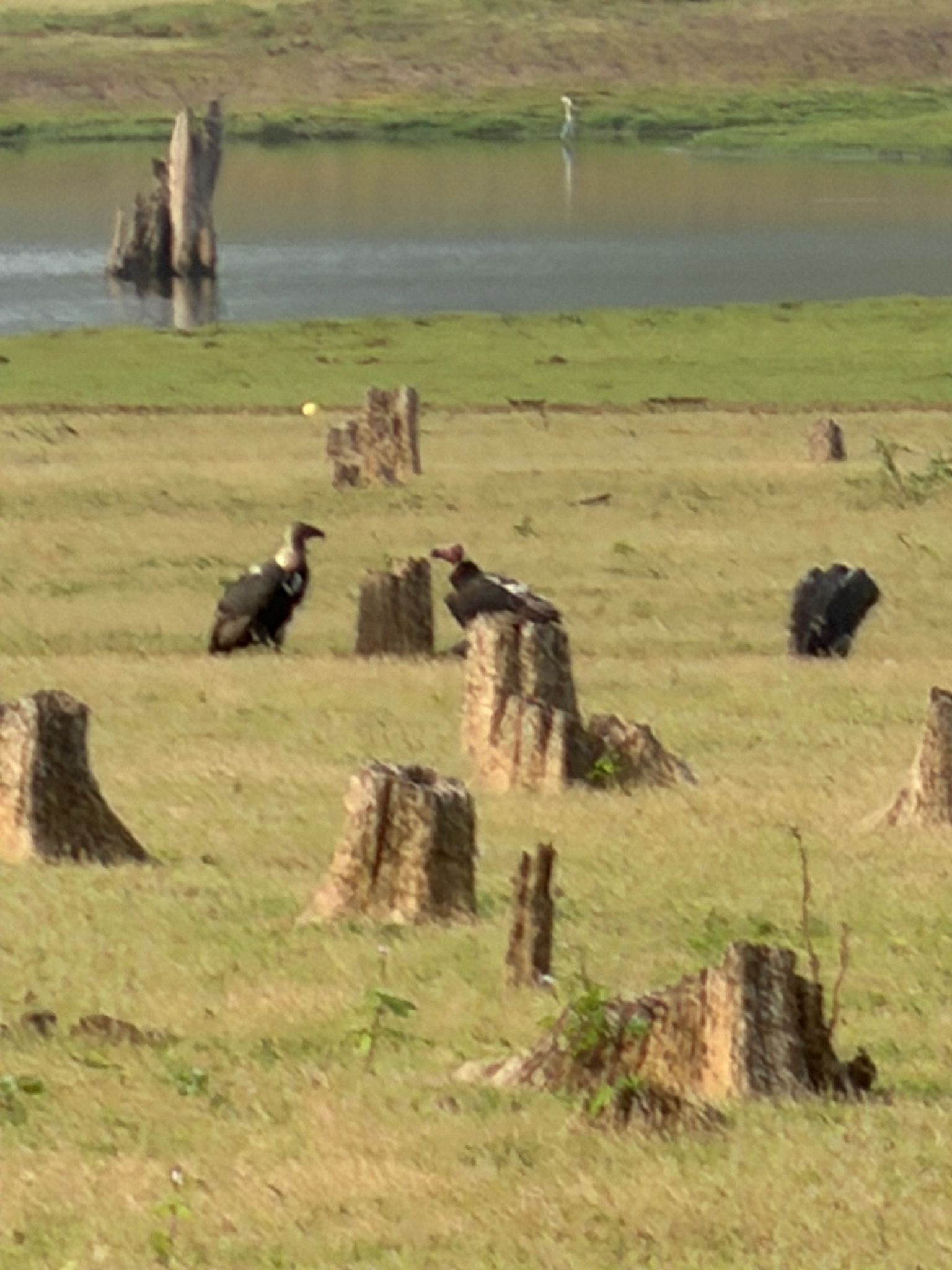 White-rumped Vulture (Gyps bengalensis), photo 2