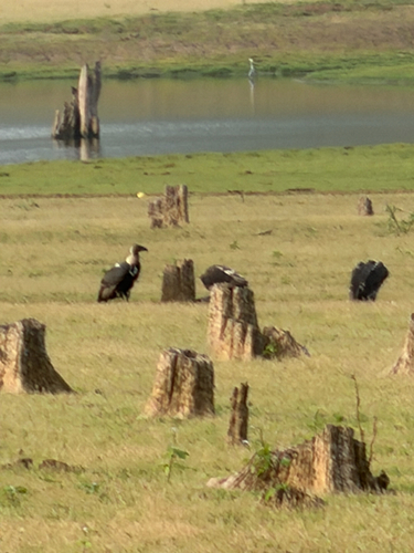 White-rumped Vulture (Gyps bengalensis)