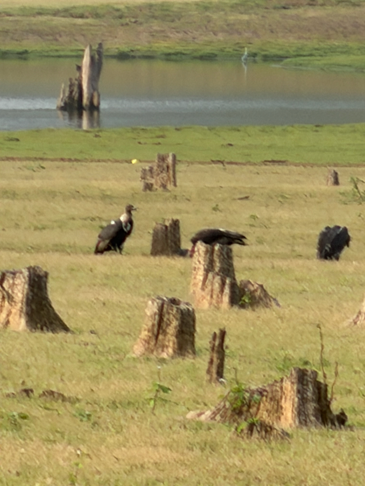 White-rumped Vulture (Gyps bengalensis), photo 3