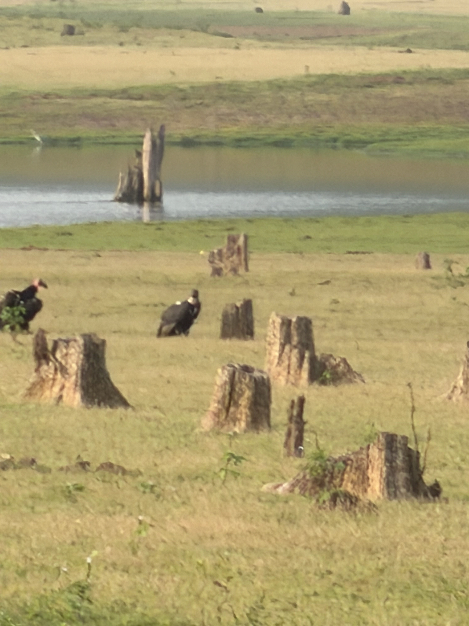 White-rumped Vulture (Gyps bengalensis), photo 4
