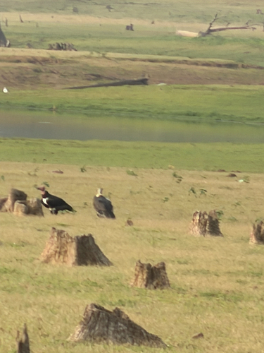 White-rumped Vulture (Gyps bengalensis), photo 10