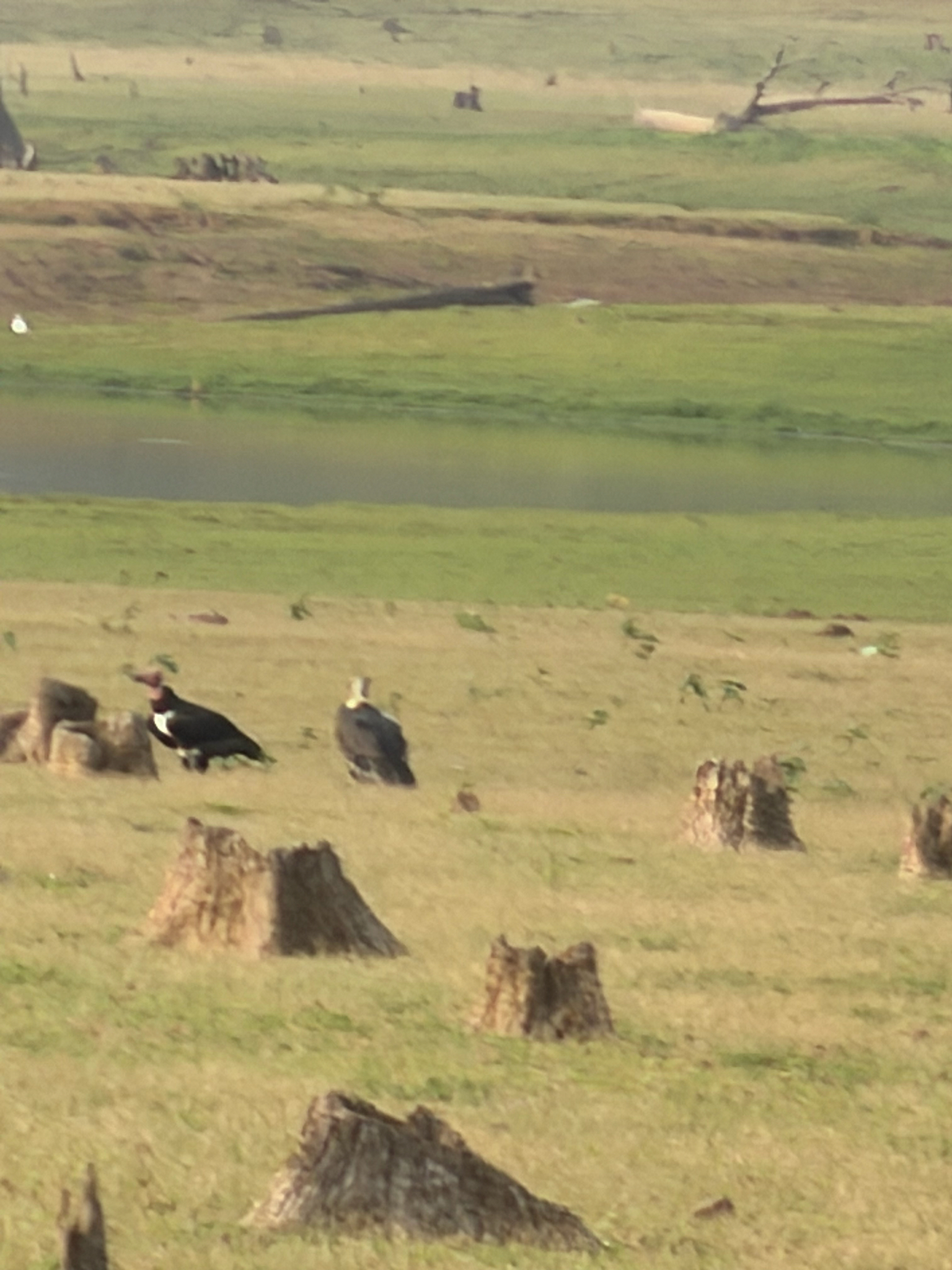 White-rumped Vulture (Gyps bengalensis), photo 5
