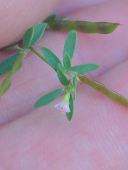Acmispon parviflorus, photograph author not stated, no rights reserved