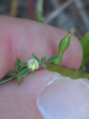 Acmispon parviflorus, photograph author not stated, no rights reserved