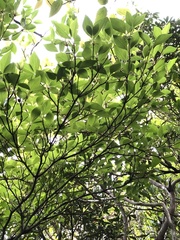 Rhododendron mariesii