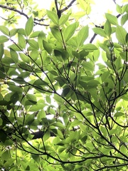 Rhododendron mariesii