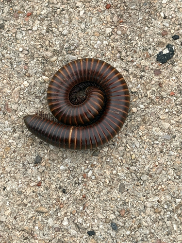 Desert Millipede