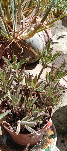 Alligator plant
