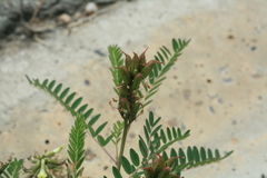 Astragalus propinquus