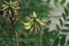 Astragalus propinquus