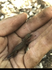 Pachydactylus punctatus