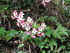 Begonia erythrocarpa