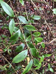 Viburnum integrifolium
