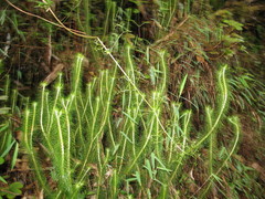 Phlegmariurus hippurideus