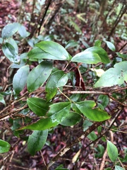 Viburnum integrifolium