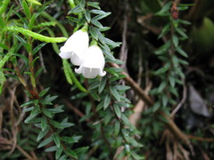 Disterigma pernettyoides