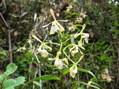 Epidendreae