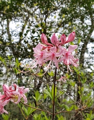 Rhododendron prinophyllum