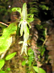 Andinia sunchubambensis