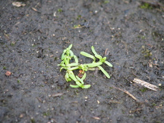 Callitriche marginata