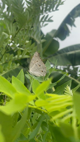 Grey Pansy