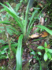 Greigia leymebambana