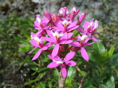 Epidendrum secundum