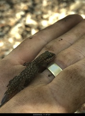 Pachydactylus punctatus