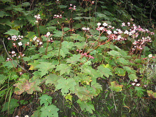 Image of Begonia acerifolia by (c) Jason Grant, some rights reserved (CC BY)