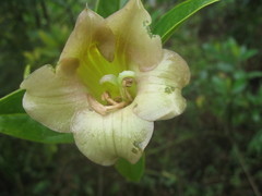 Symbolanthus incaicus