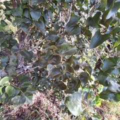Barklya syringifolia, photograph (c) Greg Tasney, some rights reserved (CC BY-SA)